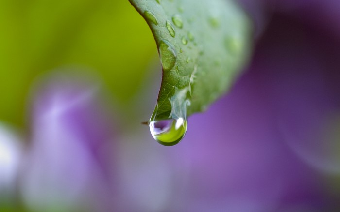 Water drop on a green leaf with purple background