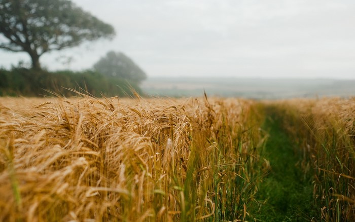 Wheat field with trees and fog
