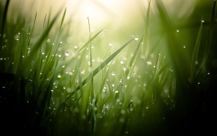 Close up of grass with dew drops
