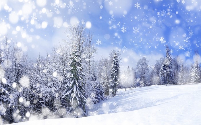 Winter forest with snow falling