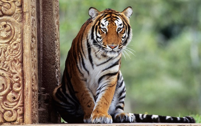 Tiger sitting next to ornate stone pillar