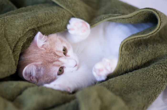 Kitten wrapped in a green blanket