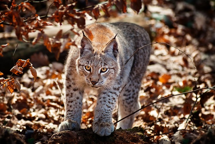 Lynx walking in a forest with fallen leaves