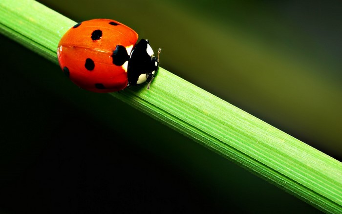 Ladybug on a green blade of grass