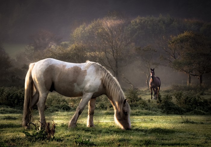 Two horses in a misty field at sunrise