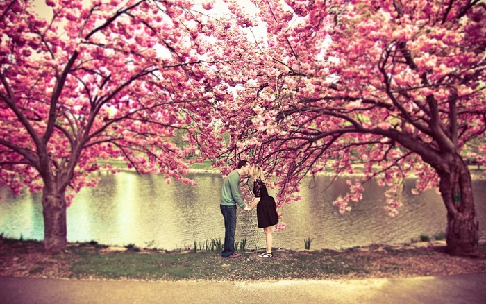 Couple kissing under cherry blossom trees by lake