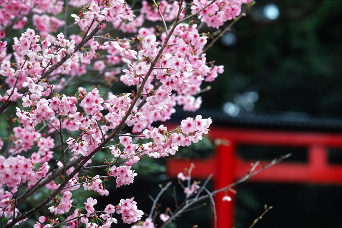 Cherry blossoms in front of a red torii gate