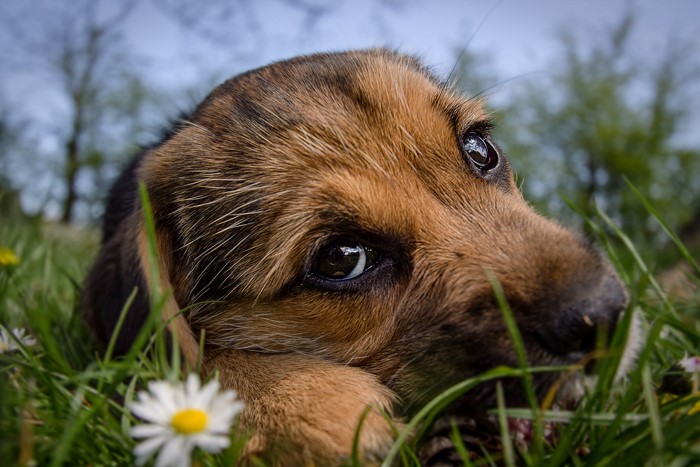 Close-up of a puppy lying in grass