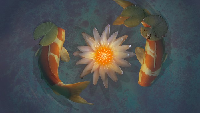 Two Koi fish swim around a water lily