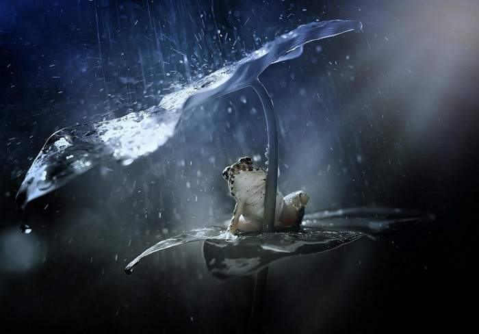 Frog under a leaf in the rain