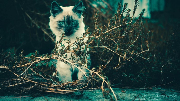Siamese cat hiding in dry plants