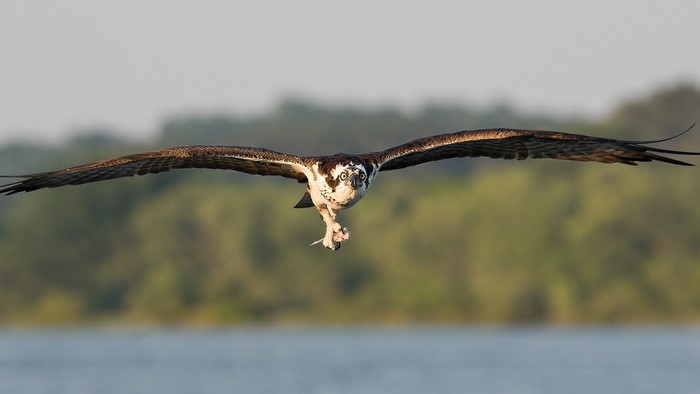 Osprey flying with prey