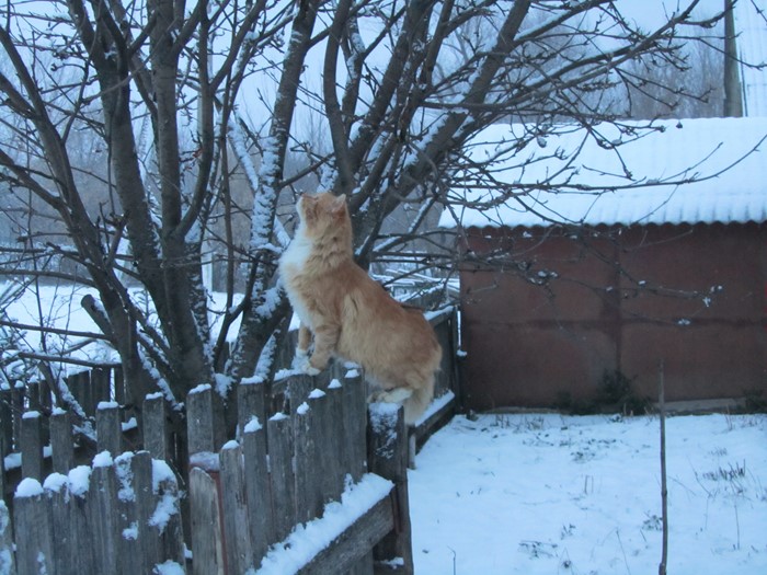 Orange cat on a snowy fence