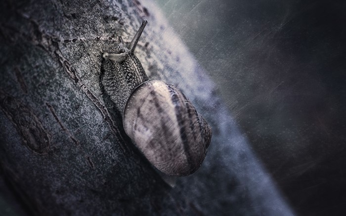 Snail on a tree trunk