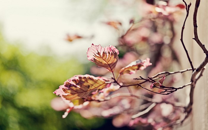 Close-up of pink and brown leaves on a branch