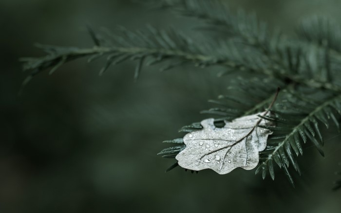 Close up of a leaf with water droplets on a pine branch