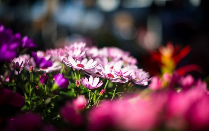 Pink and purple daisy flowers