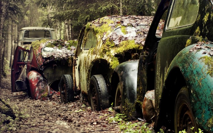 Abandoned cars overgrown with moss in a forest