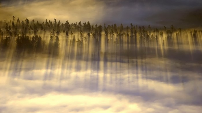 Sunbeams through foggy forest