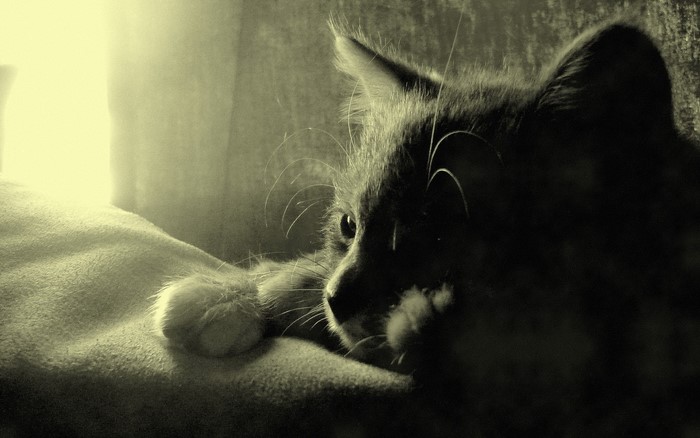 Monochrome cat resting on a blanket