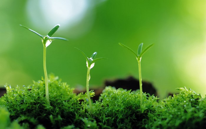 Three young plants growing from moss
