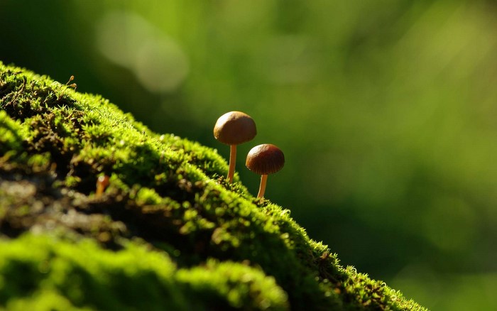 Two mushrooms on mossy ground