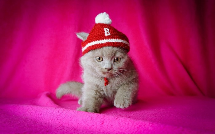 Kitten wearing a red hat with a white pompom