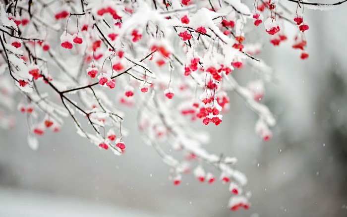 Winter branches with red berries and snow