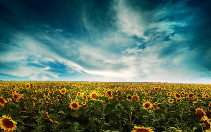 Field of Sunflowers Under a Cloudy Sky