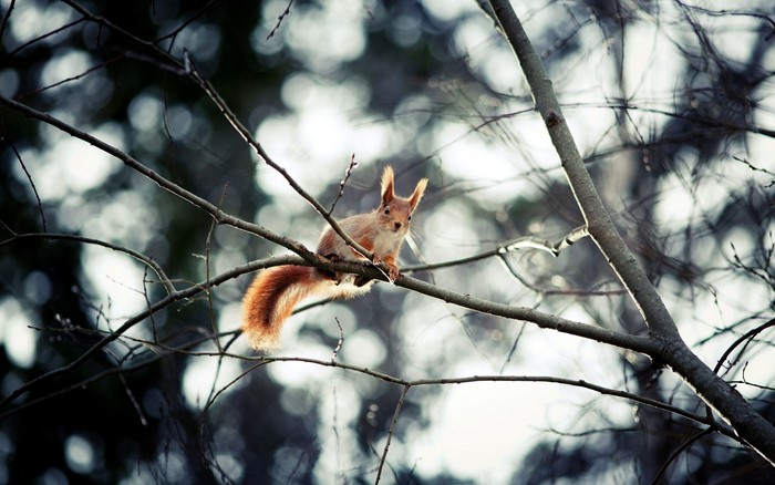 Squirrel sitting on a tree branch