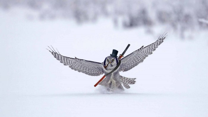 Owl wearing a top hat and holding a sword