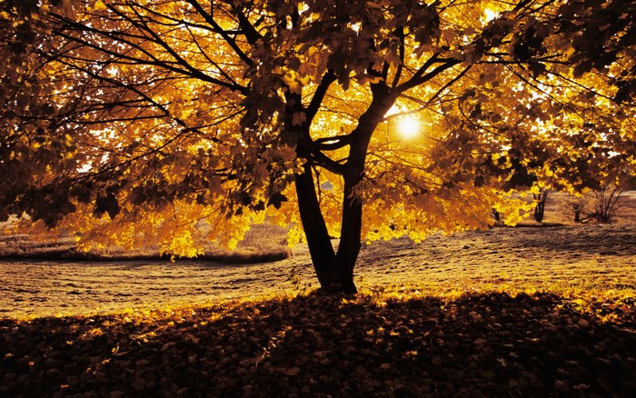 Tree with golden leaves in autumn sunlight