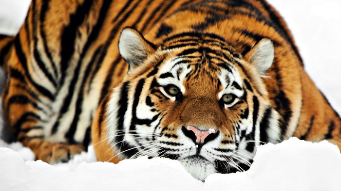 Tiger lying in the snow