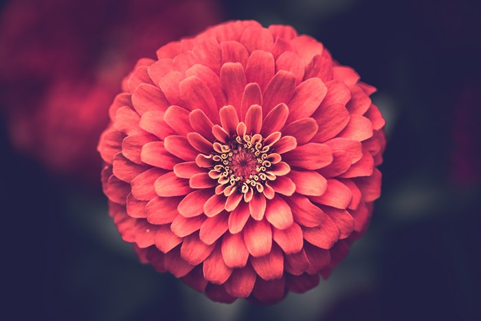 Close-up of a pink zinnia flower