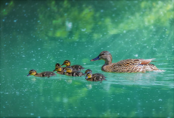 Mallard Duck with Ducklings Swimming in Calm Water