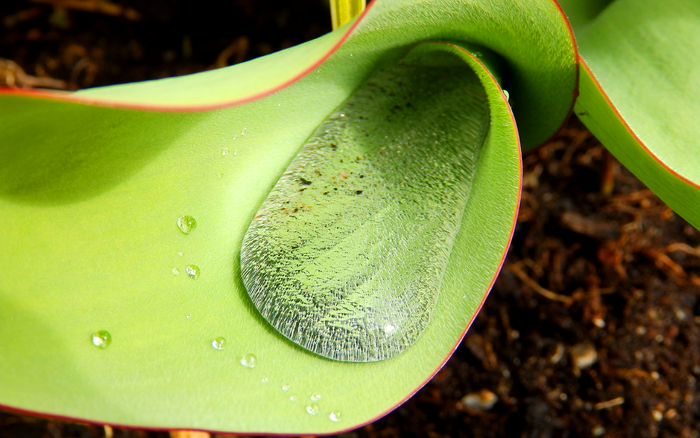 Close-up of a water droplet on a green tulip leaf