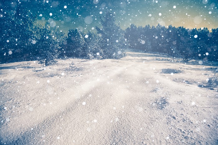Snowy forest landscape with falling snow