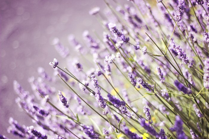 Close-up of purple lavender flowers in soft focus