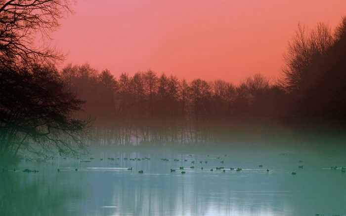 Ducks on a foggy lake at sunrise