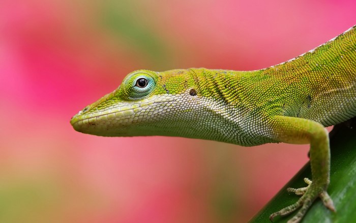 Green lizard on a green stem with pink background