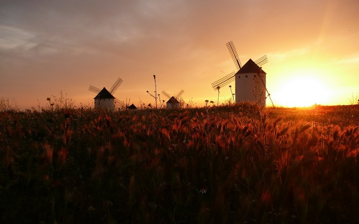 Windmills in a field at sunset