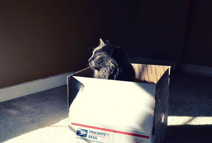 Gray cat sitting in a Priority Mail box