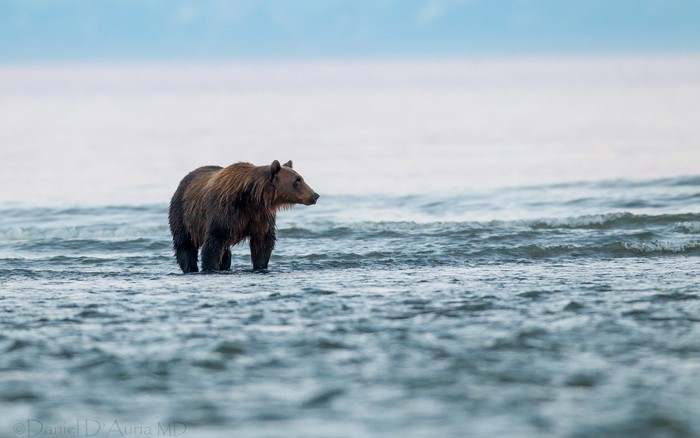 Bear standing in ocean waves