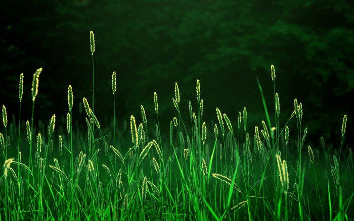 Wheat stalks in a dark forest