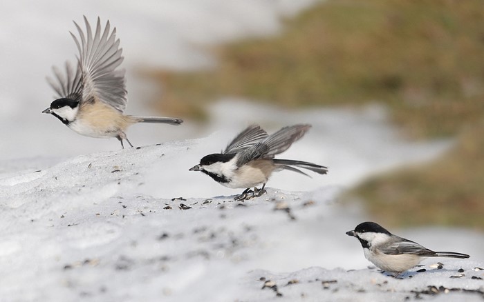 Three Black-capped Chickadees in Snow