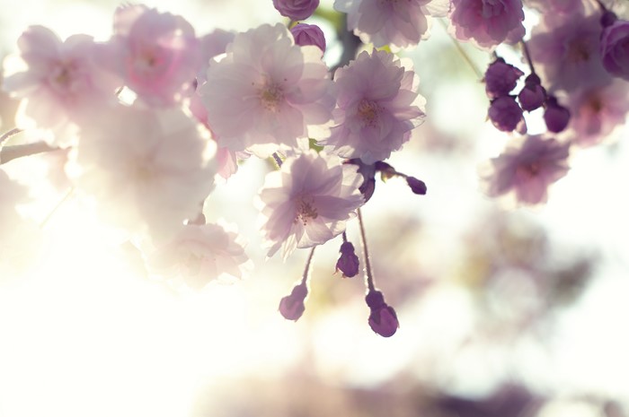 Pink cherry blossoms on a branch