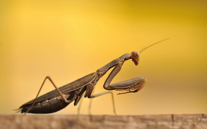 Praying Mantis on a wooden surface