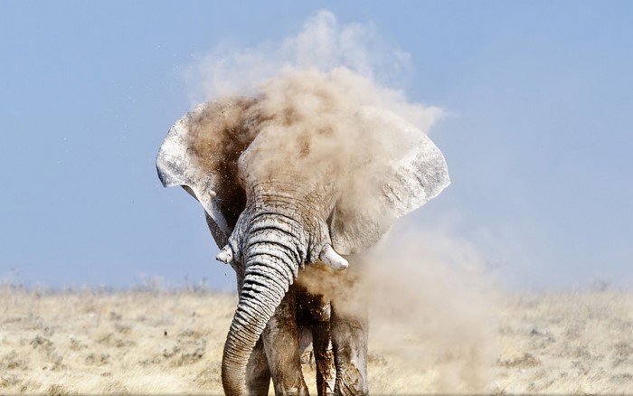 Elephant covered in dust