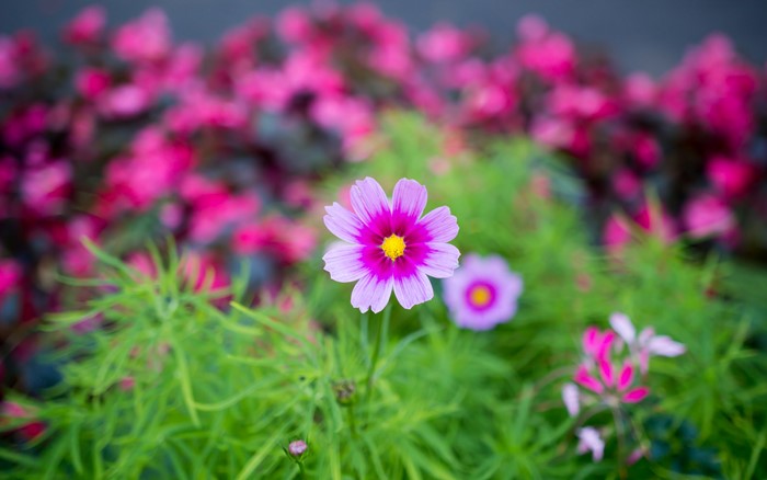 Pink and purple cosmos flower with yellow center