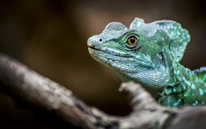 Green Basilisk Lizard on a Branch